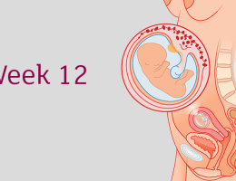تحولات کلی هفته دوازدهم بارداری            