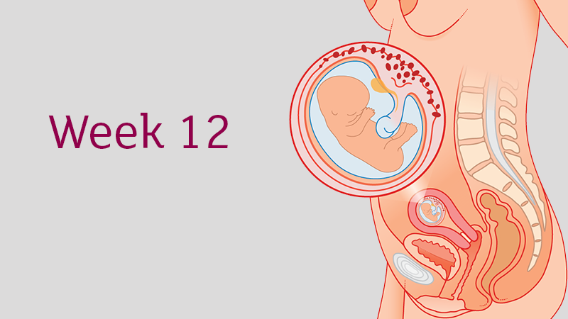 تحولات کلی هفته دوازدهم بارداری            