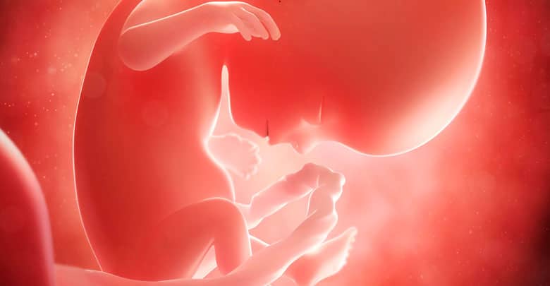 وضعیت جنین در هفته چهاردهم بارداری