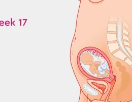 تغییرات در هفته هفدهم بارداری